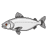 legendarycatch 2994 white perch