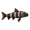 legendarycatch 3007 zebra moray