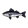 legendarycatch 3011 striped bass