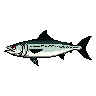 legendarycatch 3013 atlantic mackerel