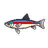 legendarycatch 3023 neon tetra