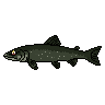 legendarycatch 3036 lake trout