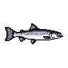 legendarycatch 3043 chinook salmon