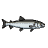 legendarycatch 3053 spotted seatrout