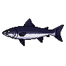 legendarycatch 3069 sauger