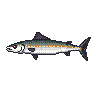 legendarycatch 3083 cero mackerel