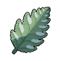 fern frond  frost covered