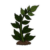 fern frond  tiny seedling sprouting