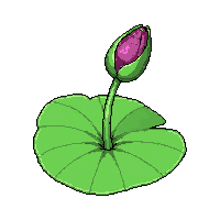 lily pad  tiny seedling sprouting