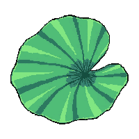 lily pad  wilted and sad