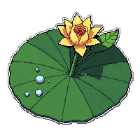 lily pad  with morning dew drops