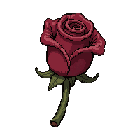 rose blossom  dried and brown