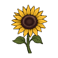 sunflower bloom  dried and brown