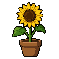 sunflower bloom  potted in clay pot