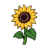 sunflower bloom  wilted and sad