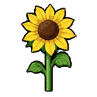 sunflower bloom  with morning dew drops