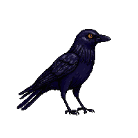 nature crow black intelligent bird 058 v6 2026 03 25T19 14 54
