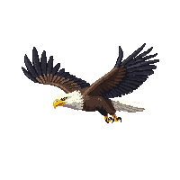 nature eagle soaring bird prey 041 v5 2026 03 25T19 14 54