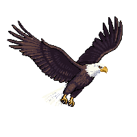 nature eagle soaring bird prey 051 v6 2026 03 25T19 14 54