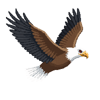 nature eagle soaring bird prey 071 v8 2026 03 25T19 14 54