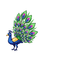 nature peacock display colorful bird 045 v5 2026 03 25T19 14 54