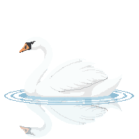 nature swan elegant water bird 059 v6 2026 03 25T19 14 54