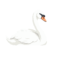 nature swan elegant water bird 089 v9 2026 03 25T19 14 54