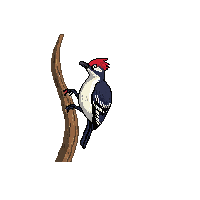nature woodpecker tree bird pecking 010 2026 03 25T19 14 54