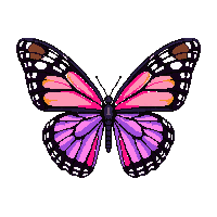 nature butterfly wings colorful insect 071 v8 2026 03 25T19 14 54