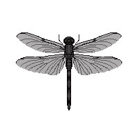 nature dragonfly flying insect pond 053 v6 2026 03 25T19 14 54