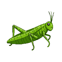 nature grasshopper jumping insect green 076 v8 2026 03 25T19 14 54