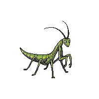 nature praying mantis hunting insect 010 2026 03 25T19 14 54