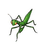 nature praying mantis hunting insect 020 v2 2026 03 25T19 14 54