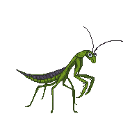 nature praying mantis hunting insect 060 v6 2026 03 25T19 14 54