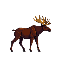nature moose large antlered mammal 017 v2 2026 03 25T19 14 54