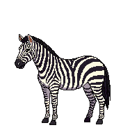nature zebra striped african horse 060 v6 2026 03 25T19 14 54