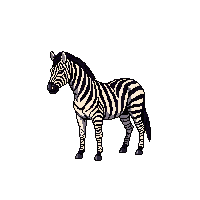 nature zebra striped african horse 080 v8 2026 03 25T19 14 54