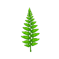 nature fern green forest plant 028 v3 2026 03 25T19 14 54