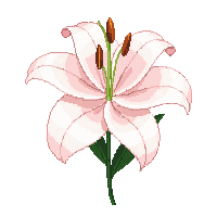 nature lily flower elegant bloom 009 2026 03 25T19 14 54