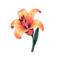 nature lily flower elegant bloom 019 v2 2026 03 25T19 14 54