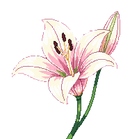 nature lily flower elegant bloom 029 v3 2026 03 25T19 14 54