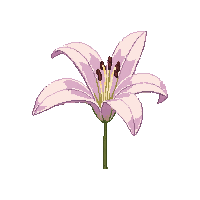 nature lily flower elegant bloom 049 v5 2026 03 25T19 14 54