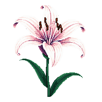 nature lily flower elegant bloom 059 v6 2026 03 25T19 14 54