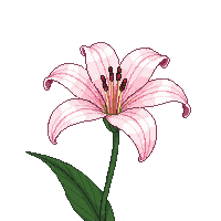 nature lily flower elegant bloom 069 v7 2026 03 25T19 14 54