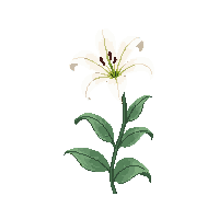 nature lily flower elegant bloom 089 v9 2026 03 25T19 14 54