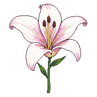 nature lily flower elegant bloom 099 v10 2026 03 25T19 14 54