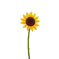 nature sunflower tall yellow flower 005 2026 03 25T19 14 54