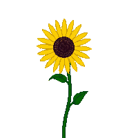 nature sunflower tall yellow flower 035 v4 2026 03 25T19 14 54