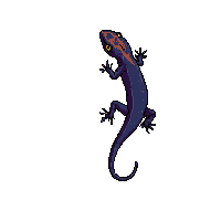 nature gecko climbing wall lizard 046 v5 2026 03 25T19 14 54