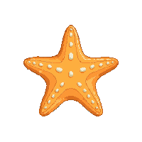 nautic starfish orange sea star 133 v9 2026 03 30T00 37 17